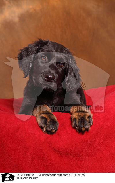 Hovawart Welpe / Hovawart Puppy / JH-10035