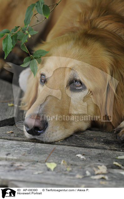 Hovawart Portrait / Hovawart Portrait / AP-08390