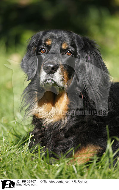 liegender Hovawart / lying Hovawart / RR-39767