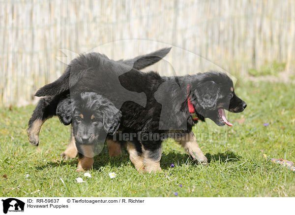 Hovawart Puppies / RR-59637