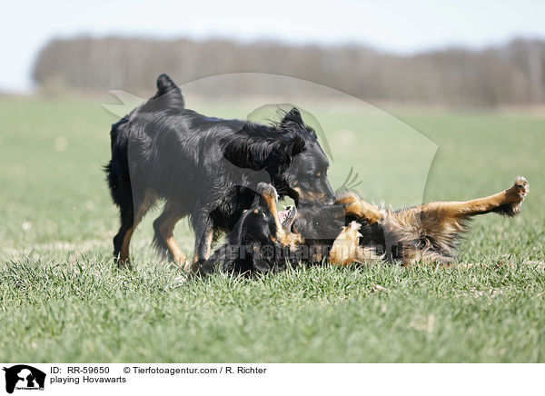 playing Hovawarts / RR-59650