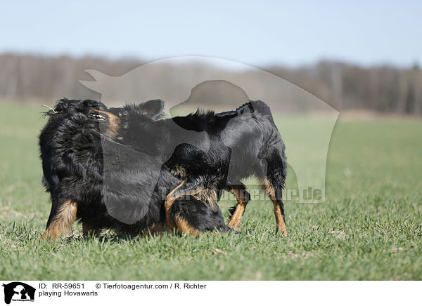 playing Hovawarts / RR-59651