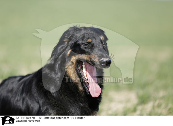 ghnender Hovawart / yawning Hovawart / RR-59678