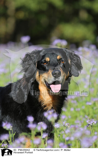 Hovawart Portrait / PM-05642