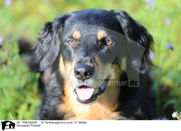 Hovawart Portrait / Hovawart Portrait / PM-05649