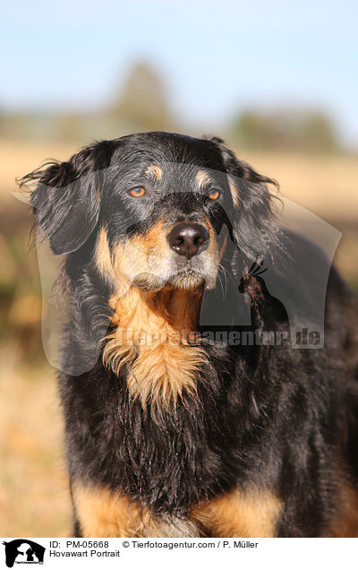 Hovawart Portrait / Hovawart Portrait / PM-05668