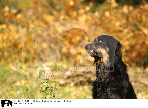 Hovawart Portrait / Hovawart Portrait / KL-15840