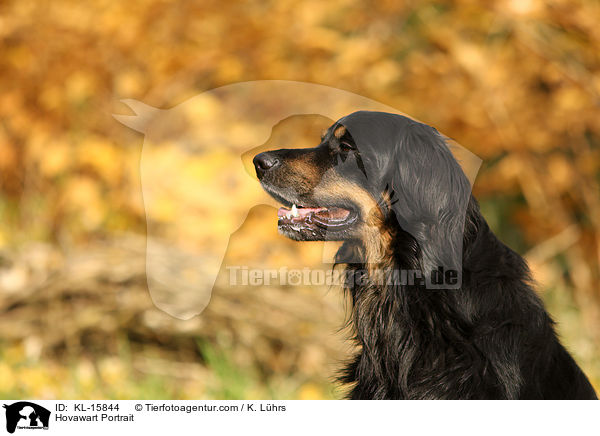 Hovawart Portrait / Hovawart Portrait / KL-15844