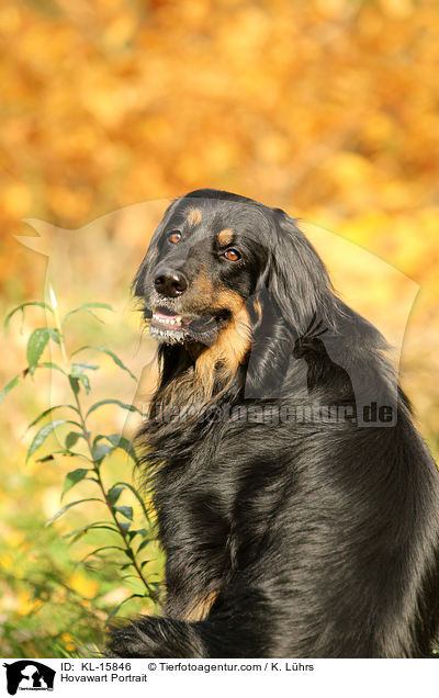 Hovawart Portrait / Hovawart Portrait / KL-15846