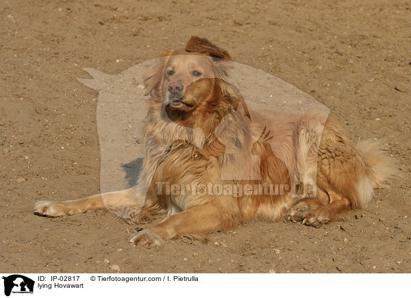 liegender Hovawart / lying Hovawart / IP-02817