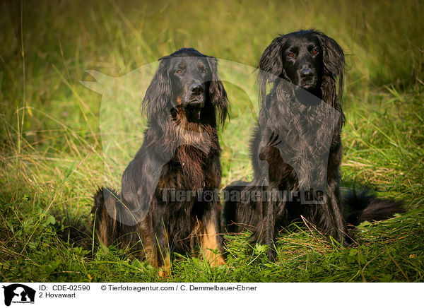 2 Hovawart / 2 Hovawart / CDE-02590