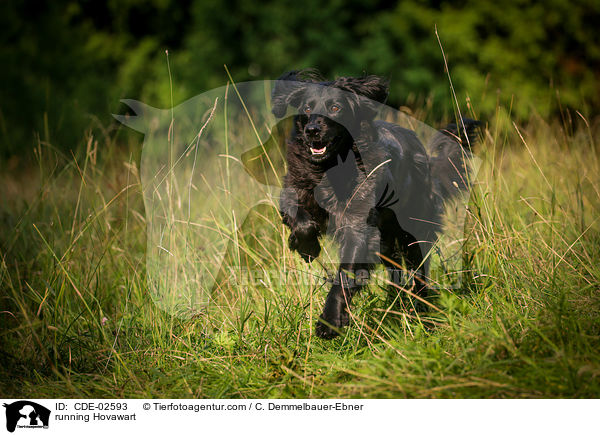 rennender Hovawart / running Hovawart / CDE-02593