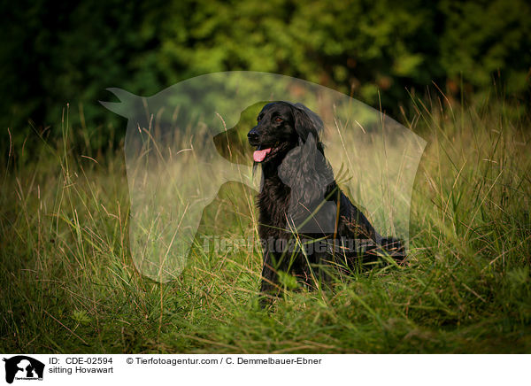sitzender Hovawart / sitting Hovawart / CDE-02594