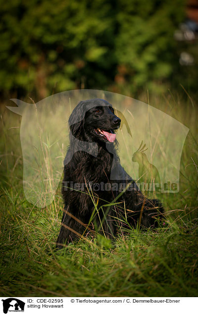 sitzender Hovawart / sitting Hovawart / CDE-02595