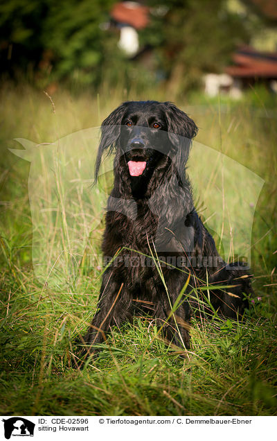 sitzender Hovawart / sitting Hovawart / CDE-02596