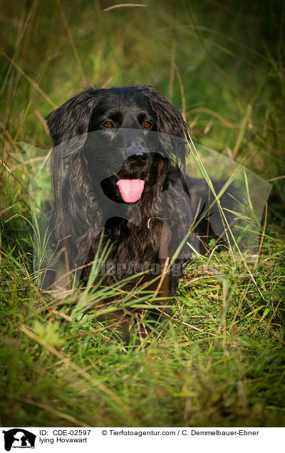 liegender Hovawart / lying Hovawart / CDE-02597