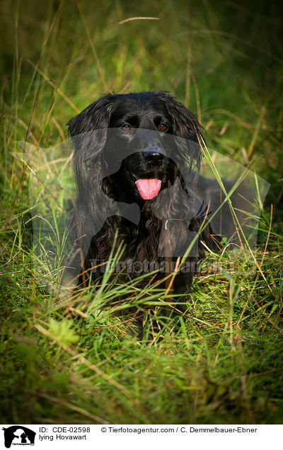 liegender Hovawart / lying Hovawart / CDE-02598