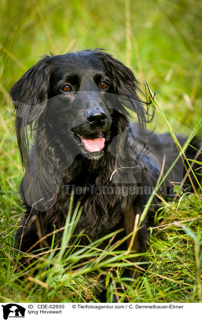 liegender Hovawart / lying Hovawart / CDE-02600