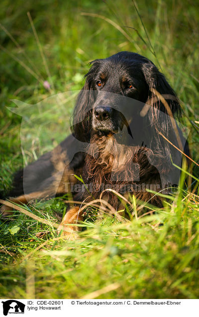 liegender Hovawart / lying Hovawart / CDE-02601