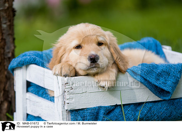 Hovawart Welpe in der Kiste / Hovawart puppy in a case / MAB-01672