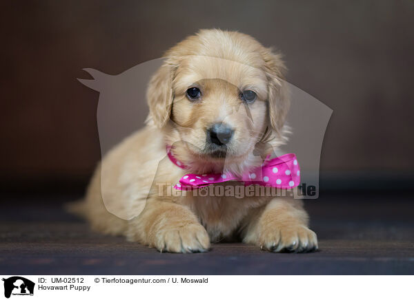 Hovawart Puppy / UM-02512