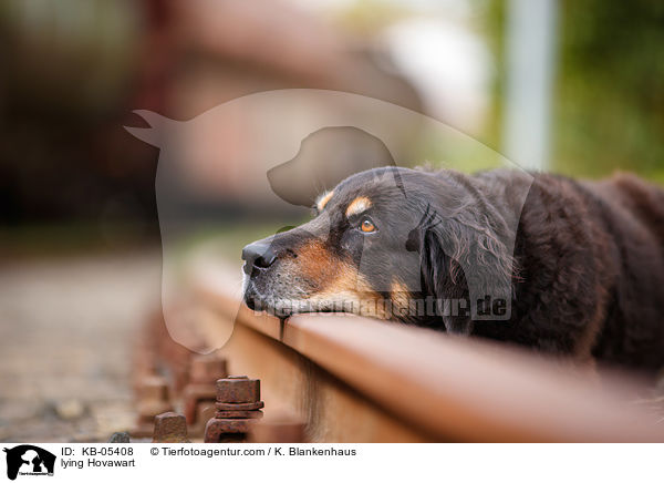 liegender Hovawart / lying Hovawart / KB-05408