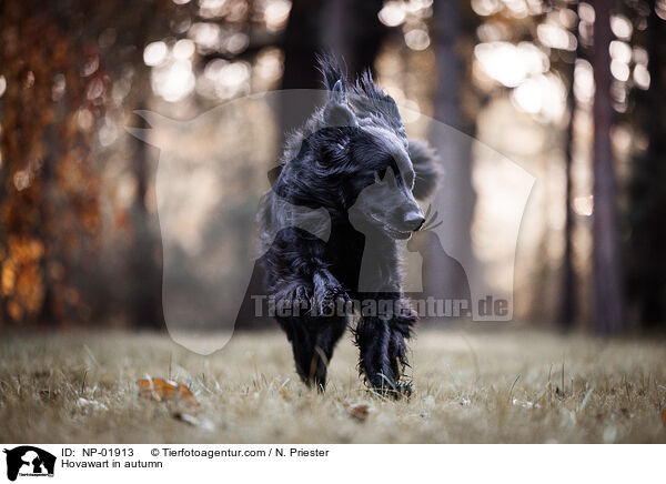 Hovawart im Herbst / Hovawart in autumn / NP-01913