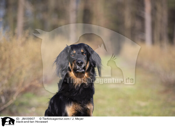 schwarz-loh Hovawart / black-and-tan Hovawart / JM-09907