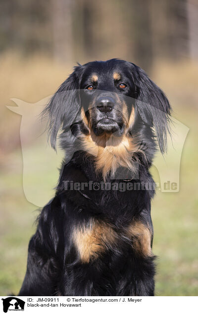 schwarz-loh Hovawart / black-and-tan Hovawart / JM-09911