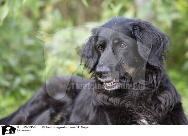 Hovawart / Hovawart / JM-13568