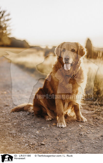 Hovawart / Hovawart / LR-01186