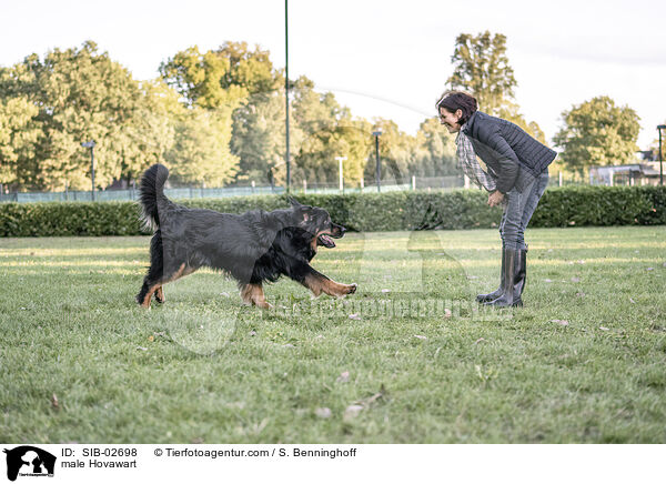 Hovawart Rde / male Hovawart / SIB-02698