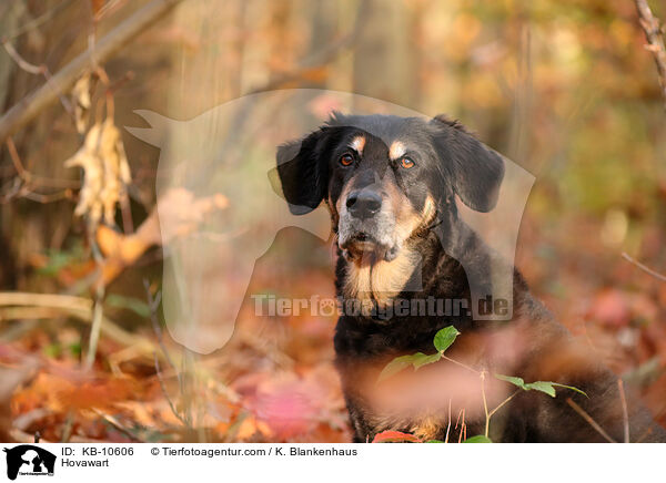 Hovawart / Hovawart / KB-10606