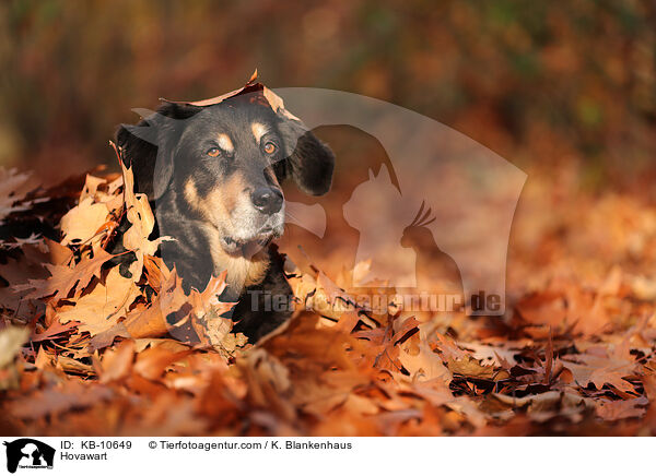 Hovawart / Hovawart / KB-10649