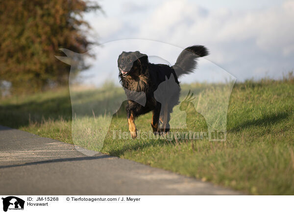 Hovawart / Hovawart / JM-15268