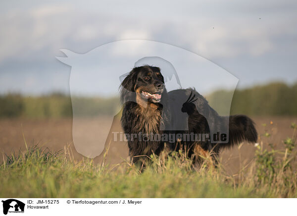 Hovawart / Hovawart / JM-15275