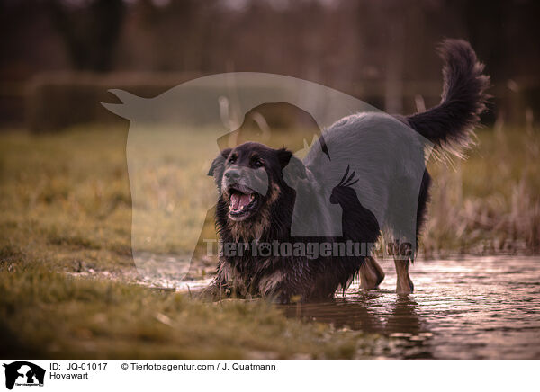 Hovawart / Hovawart / JQ-01017