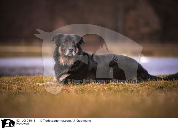 Hovawart / Hovawart / JQ-01018