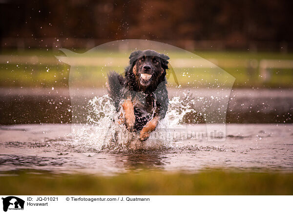 Hovawart / Hovawart / JQ-01021