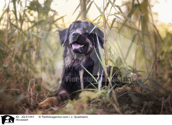 Hovawart / Hovawart / JQ-01441
