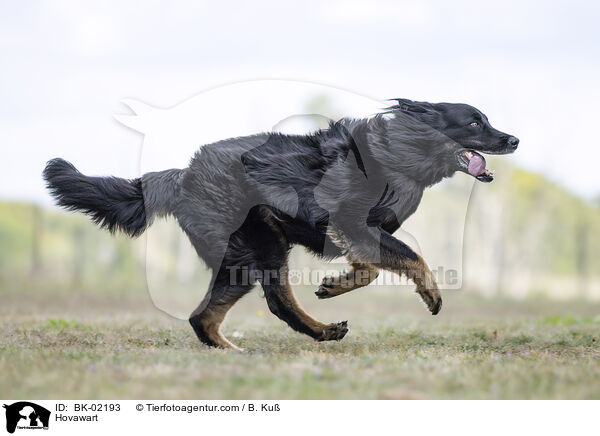 Hovawart / Hovawart / BK-02193