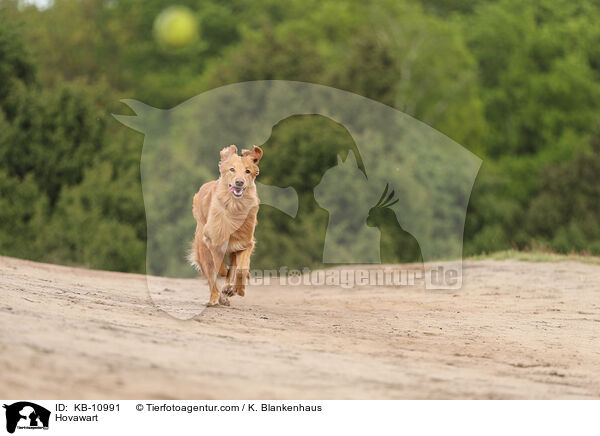 Hovawart / Hovawart / KB-10991