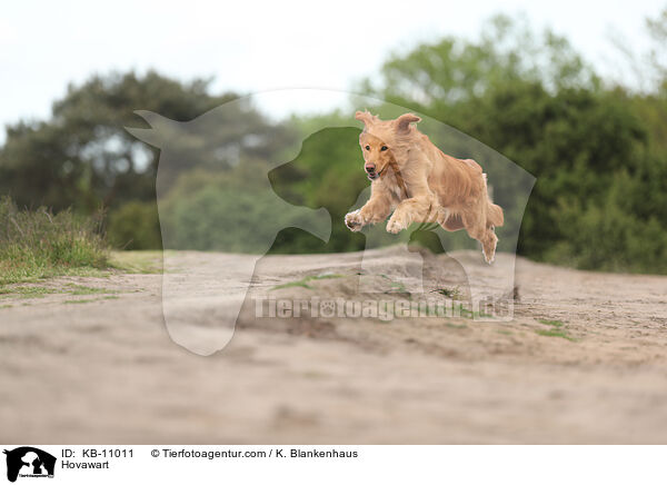 Hovawart / Hovawart / KB-11011