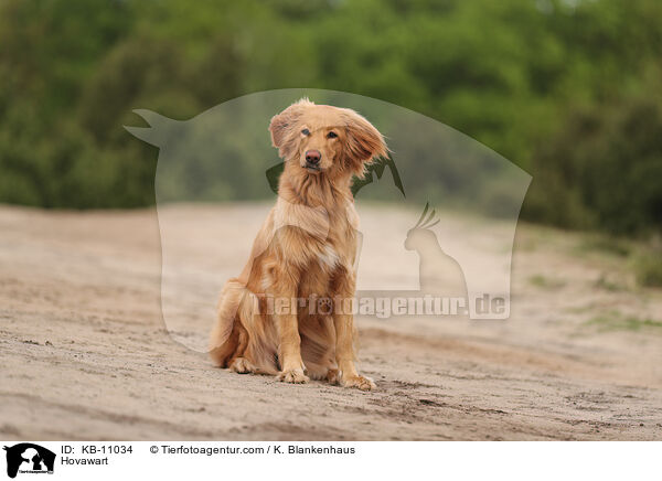 Hovawart / Hovawart / KB-11034