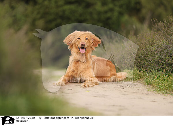 Hovawart / Hovawart / KB-12380