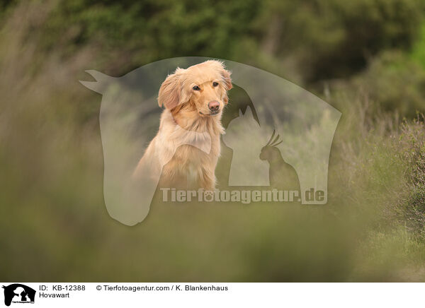 Hovawart / Hovawart / KB-12388