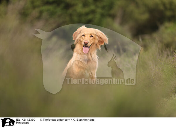 Hovawart / Hovawart / KB-12390