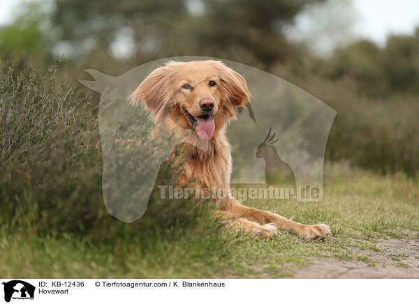 Hovawart / Hovawart / KB-12436