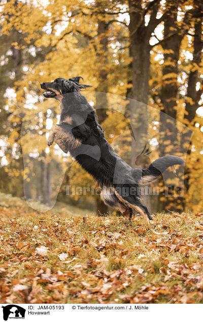 Hovawart / Hovawart / JAM-05193