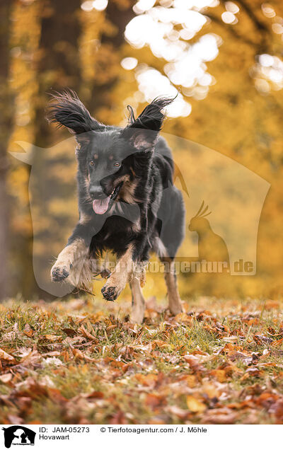 Hovawart / Hovawart / JAM-05273